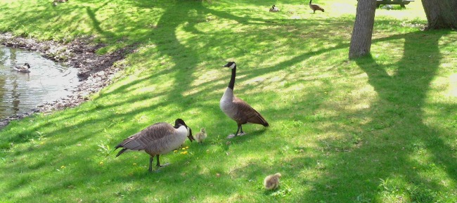 Geese in green grass