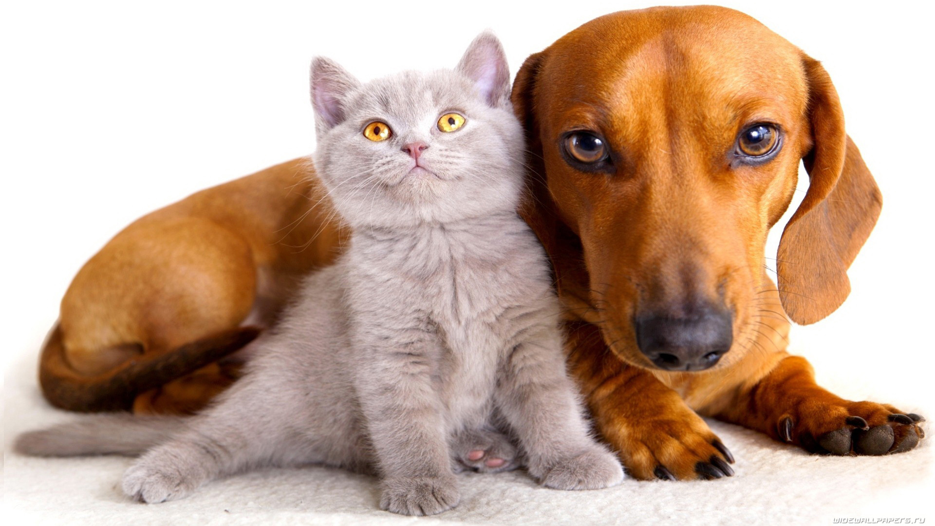 small grey cat and dachshund dog