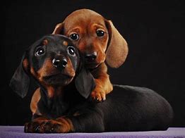 two dachshund puppies